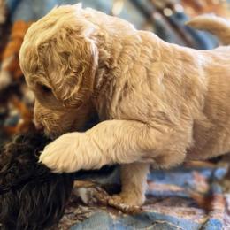 Smooth Criminal - Apricot male Labradoodle puppy in Lansing, North Carolina from Murphy Manor Mountain Doodles