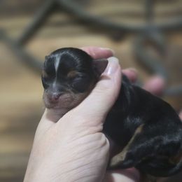 Boy 1 - Black and tan male Yorkshire Terrier puppy in Craig, Colorado from Yampa Valley Yorkies