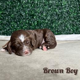 Brown Boy - Brown and white male Bernedoodle puppy in Modesto, California from Two Doods Doodles