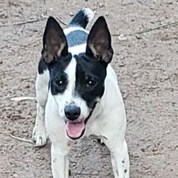 Pebbles - White black and tan female Rat Terrier puppy in Conroe, Texas from Mysthaven Rat Terriers