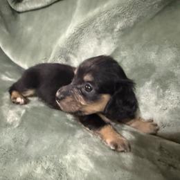 Boy 2 - Black and tan male Dachshund puppy in Ranburne, Alabama from Camdox