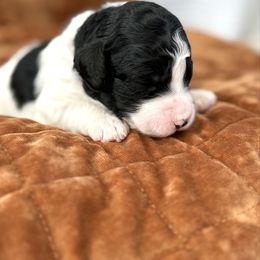 Patsy Cline - Black and white female Aussiedoodle puppy in Arizona from Coats of Many Colors LLC