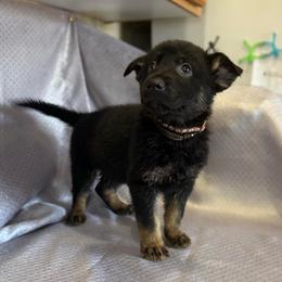 Torr - Brown Collar - Black and tan male German Shepherd puppy in Greenwood, Arkansas from West Haus Shepherds