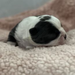 Girl 3 - Blue female Boston Terrier puppy in Coopertown, Tennessee from Toon’s Boston Terriers