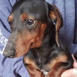 Dachshunds from Rose's Dachshunds