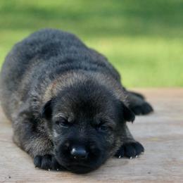 Female-1 - Sable female German Shepherd puppy in Cumming, Georgia from Cainedelup