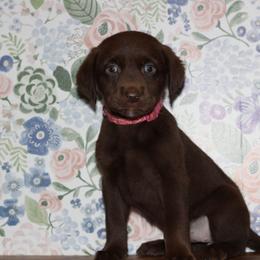 Legacy - Chocolate female Labrador Retriever puppy in Morrilton, Arkansas from Ancient Dogges Performance Dogs