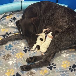 German Shorthaired Pointer Puppies from Ellis kennels