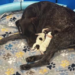 German Shorthaired Pointer Puppies from Ellis kennels