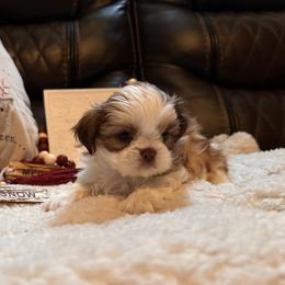 Shih Tzu Puppies from Wood Foo Breeders