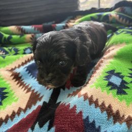 Mayor - Black and tan male Cavapoo puppy in Albuquerque, New Mexico from Enchantment Cavapoo & Pugapoo Puppies