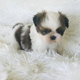 Shih Tzu Puppies from Willow Lane Shih Tzus