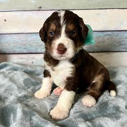Teal Girl - Brown female Bernedoodle puppy in The Woodlands, Texas from Gracie's Goldendoodles and Bernedoodles of The Woodlands
