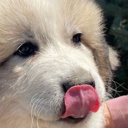 King - White Great Pyrenees puppy in Cedar City, Utah from Forestwood Farms Great Pyrenees
