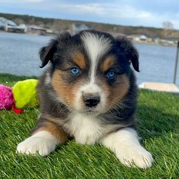 Miniature Australian Shepherd and Toy Australian Shepherd Puppies from Best Little Aussies