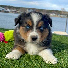 Miniature Australian Shepherd and Toy Australian Shepherd Puppies from Best Little Aussies