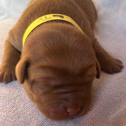 Ty - Yellow male Labrador Retriever puppy in Alcester, South Dakota from R-Team