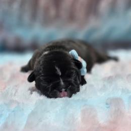 Green boy - Brindle male French Bulldog puppy in Polk City, Florida from Best Friend Frenchies, LLC