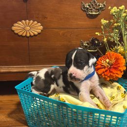 Blue H - Harlequin male Great Dane puppy in Missouri from Daniels Danes