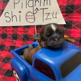 Faithful-Yellow - Red female Shih Tzu puppy in Clarksburg, West Virginia from Pilgrim Shih tzu