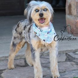 Nova - Aussiedoodle