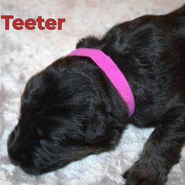 German Shepherd Puppies from Walker Family Shepherds LLC