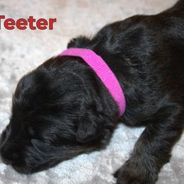 German Shepherd Puppies from Walker Family Shepherds LLC
