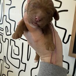 Buttercup - Red female Cavapoo puppy in Linden, Michigan from Maple Drive Doodles