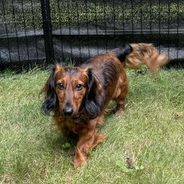 CHARLES - Dachshund