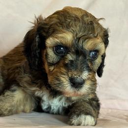 Copper - Brown and white female Bernedoodle puppy in Longmont, Colorado from Colorado Miniature Bernedoodle Puppies