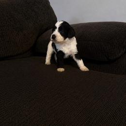 Poptart - Black and white male Cavapoo puppy in Blanchard, Oklahoma from Curly Q Cavapoos