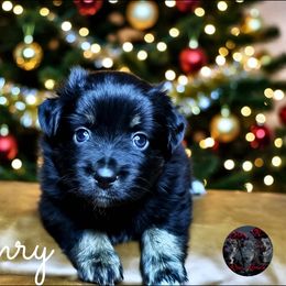 Henry - Black tri male Miniature Australian Shepherd puppy in Brenham, Texas from Stone N Rose Kennels