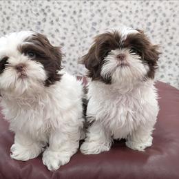 Shih Tzu puppies from Charish's Shih Tzus