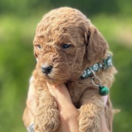 Boy 2 - Goldendoodle puppy in Boise, Idaho from Boise Doodlez