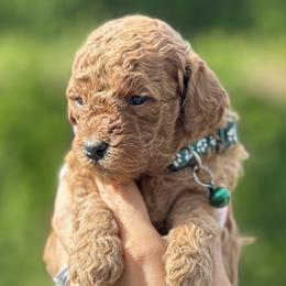 Boy 2 - Goldendoodle puppy in Boise, Idaho from Boise Doodlez