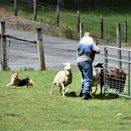 Pembroke Welsh Corgi Puppies from Outlands Corgis