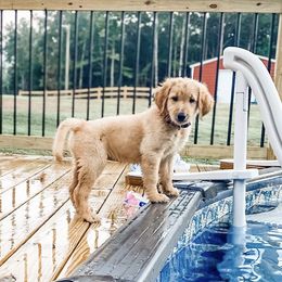 Goldendoodle and Poodle Puppies from Southern Standard Poodles and Doodles