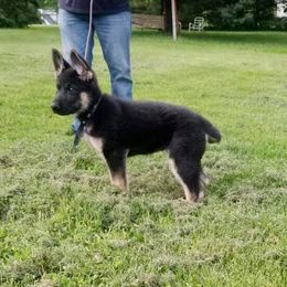 German Shepherd Puppies from Vom Feuerlands