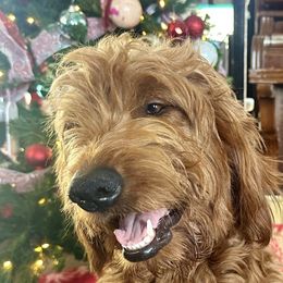 Maple - Goldendoodle