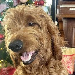 Maple - Goldendoodle