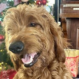Maple - Goldendoodle