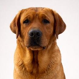 Redford - Labrador Retriever