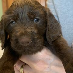 Field Spaniels from Field Spaniel
