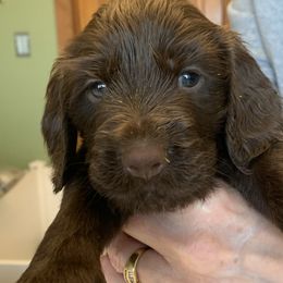 Field Spaniels from Field Spaniel