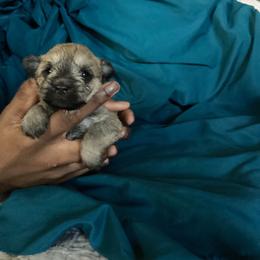 Happy - Salt and pepper female Miniature Schnauzer puppy in Little Elm, Texas from Matrix Schnauzers