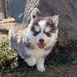 Lucy - Tri-color female Pomsky puppy in Mc Minnville, Oregon from West Coast Pomskies