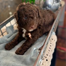 Coffee - Brown male Bernedoodle puppy in Rome, Georgia from Victoria’s Designer Doodles