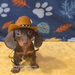 Zephyr - Chocolate and tan male Dachshund puppy in Willard, Utah from Simply Sharing Love