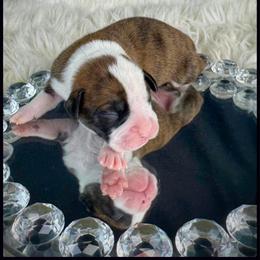 Boxer Puppies from Vincent's Pride Boxers ~ Dudley's Dream Boxers