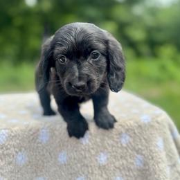 Mia - Black female Dachshund puppy in Delano, Tennessee from Olive Branch Acres